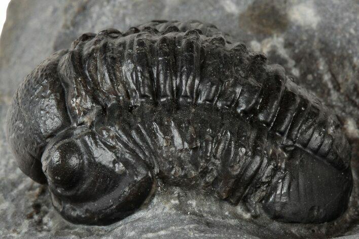 Detailed Gerastos Trilobite Fossil - Morocco #311248